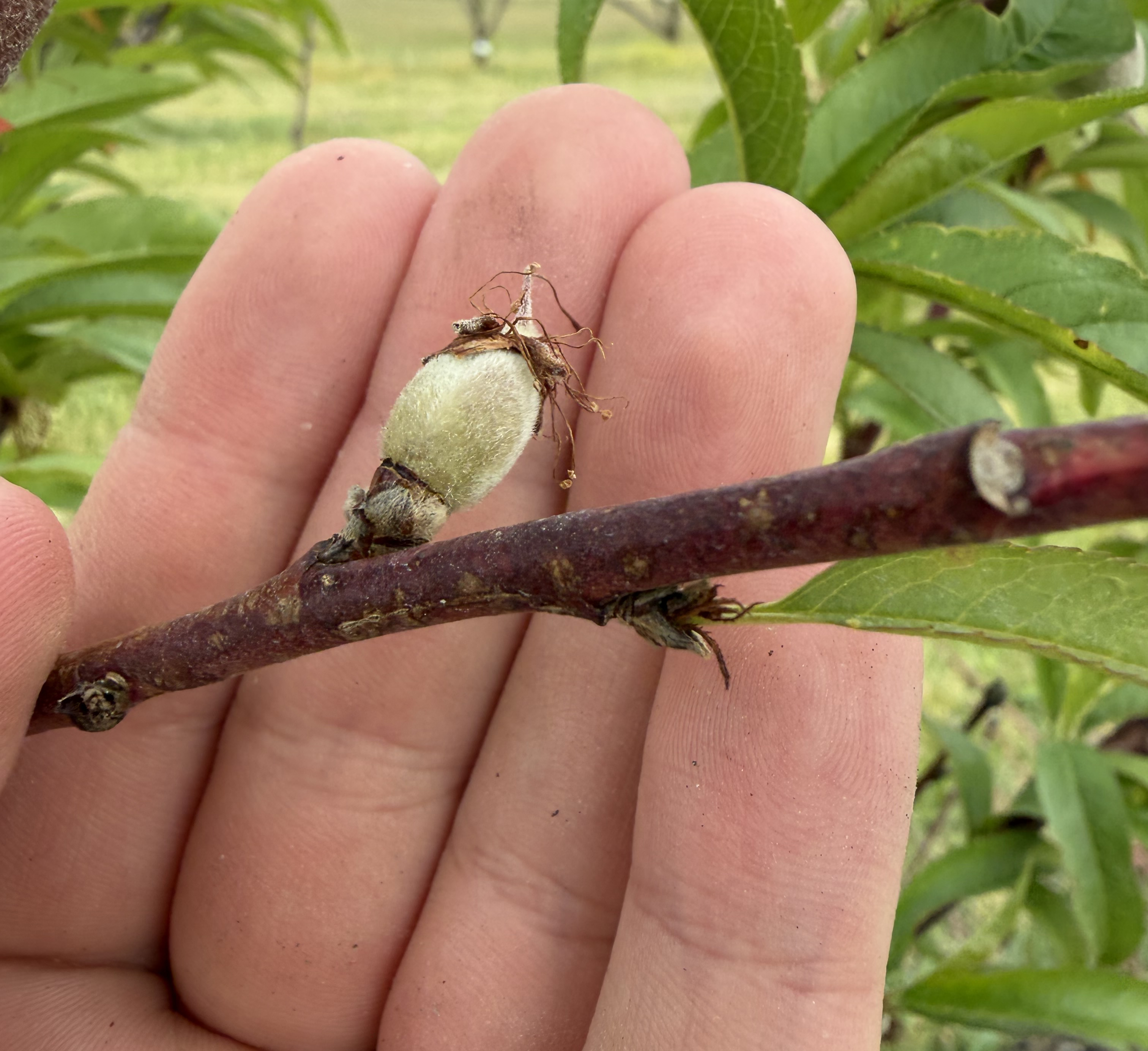 Early Star peach with 11 mm fruit.
